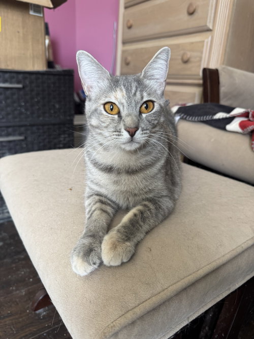 Mia, a cat for adoption from Fancy Cats Rescue Team