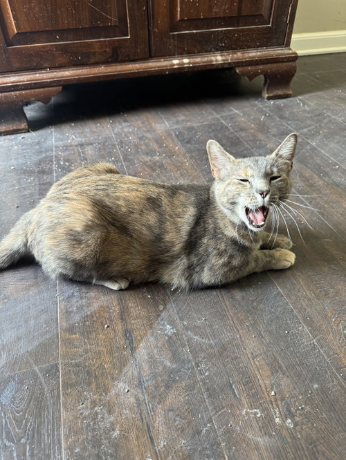 Blue, a cat for adoption from Fancy Cats Rescue Team