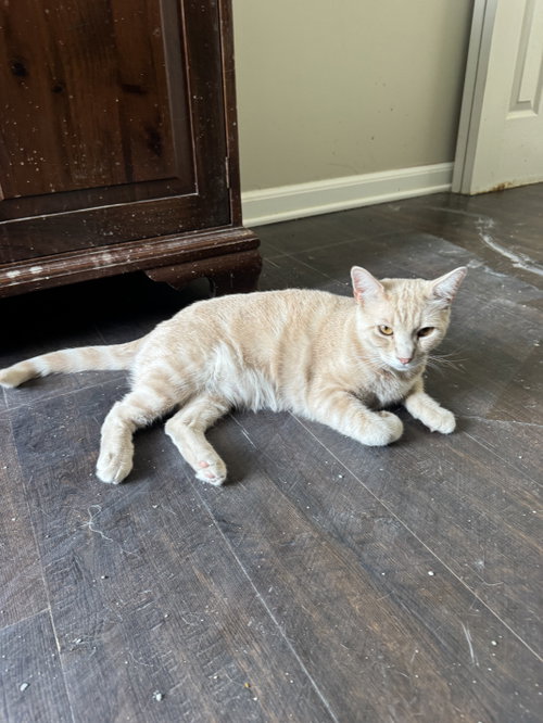 Sunny, a cat for adoption from Fancy Cats Rescue Team