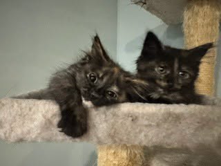 Chili  Jane Bonded