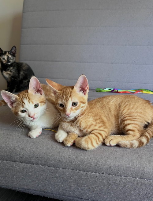 Miso & Taro *BONDED*, a cat for adoption from Fancy Cats Rescue Team