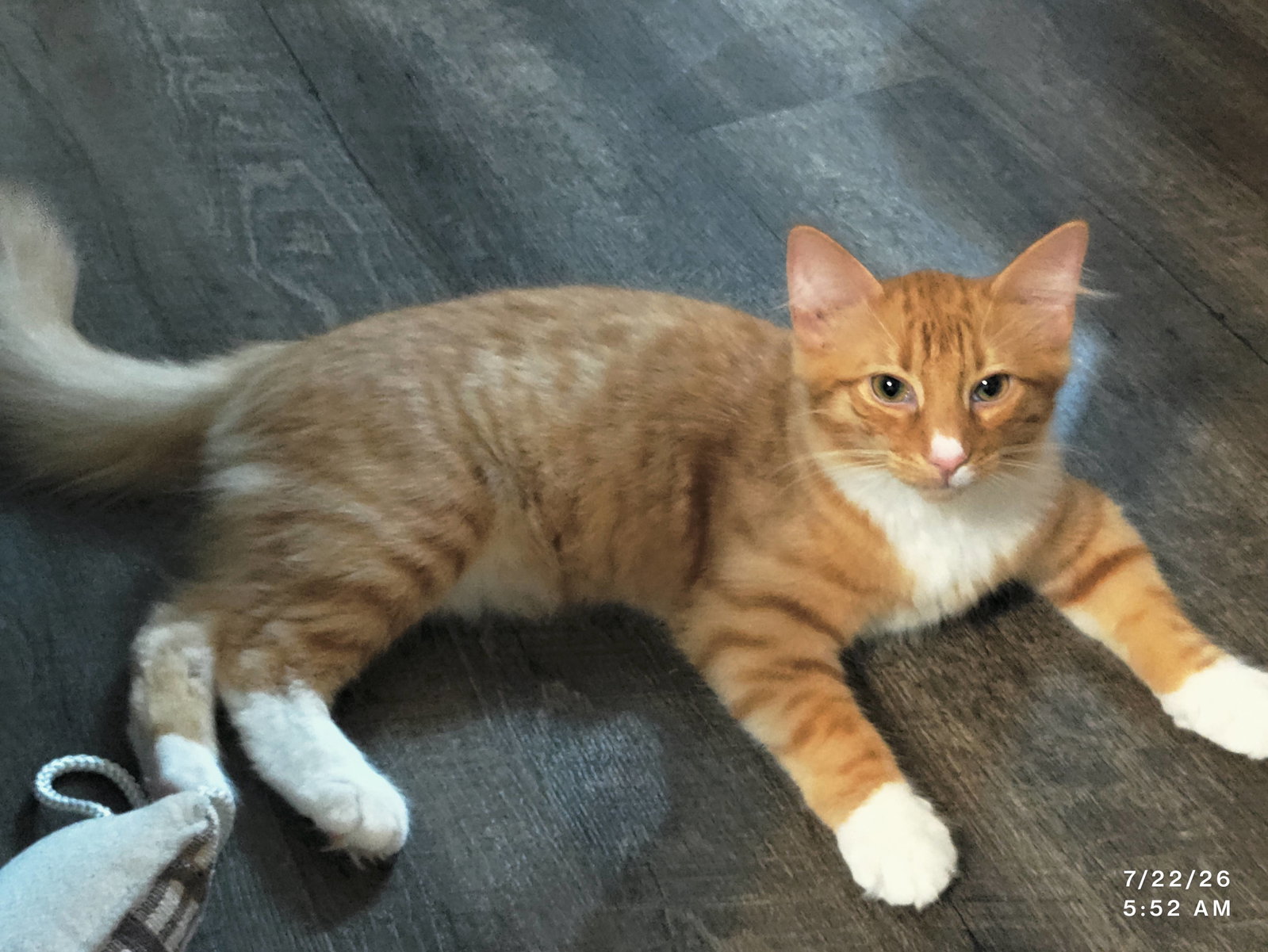 Pookie, cat