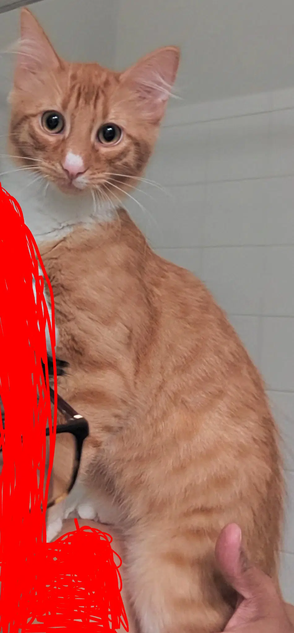 Pookie image 4