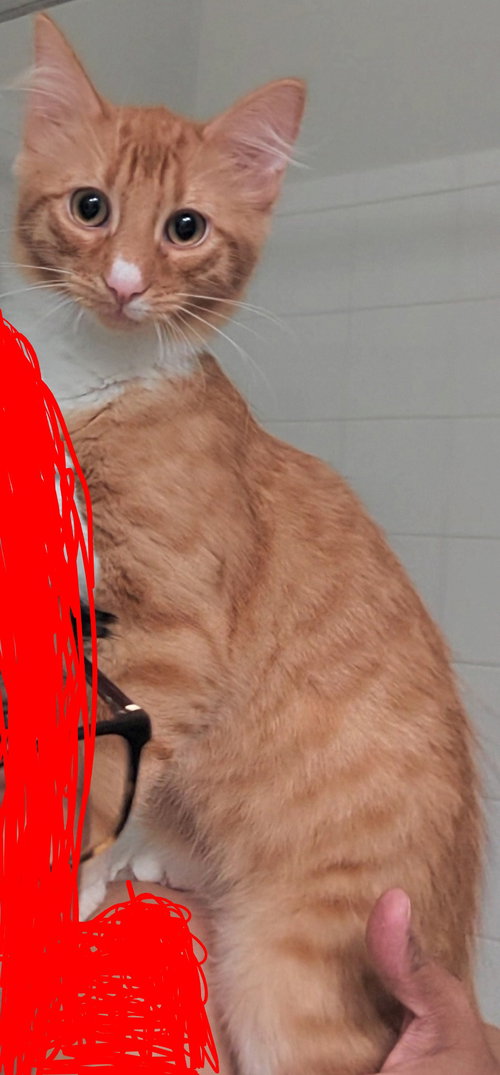 Photo 4 of Pookie