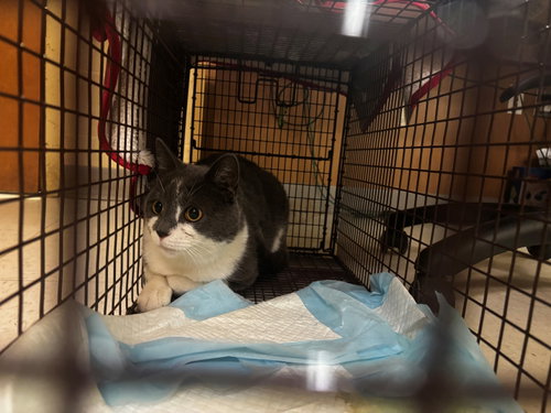 Love Bug, a cat for adoption from Fancy Cats Rescue Team