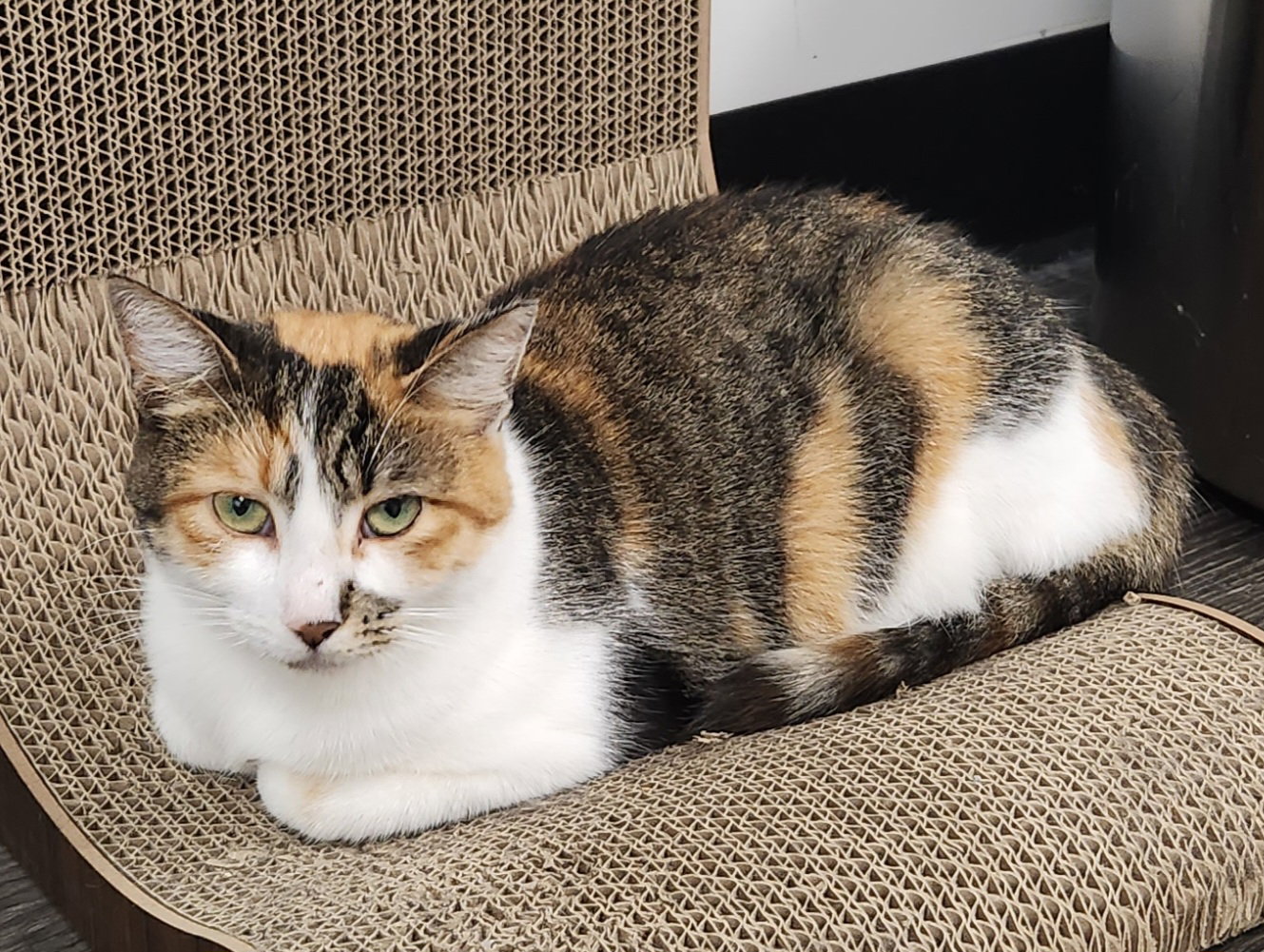 Shermie, cat