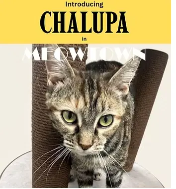 Chalupa - Domestic Short Hair