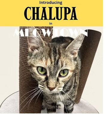 Chalupa, a cat for adoption from Fancy Cats Rescue Team