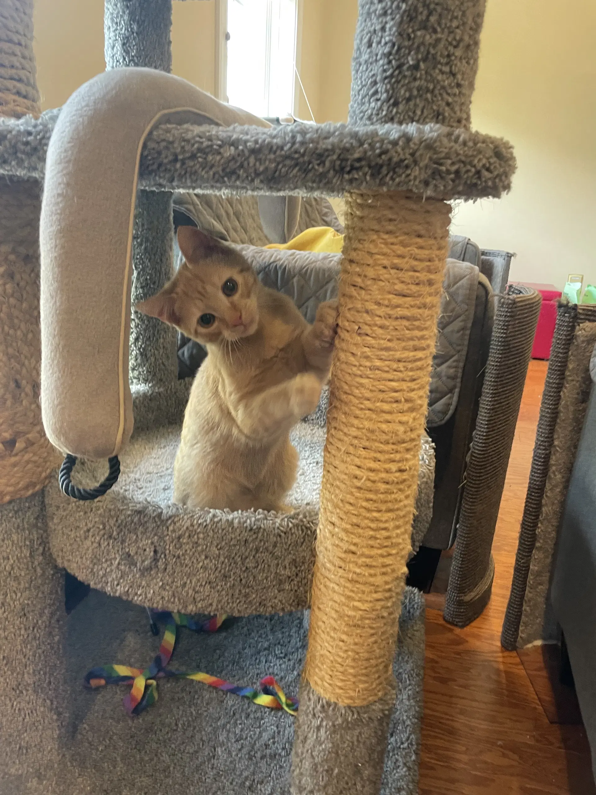 Nacho - Domestic Short Hair