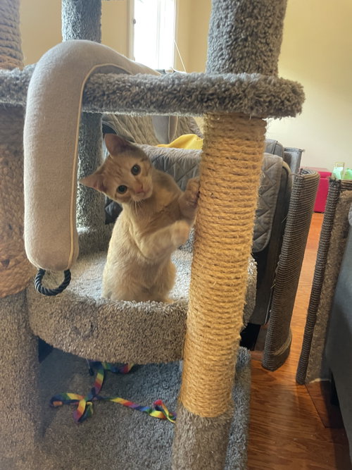 Nacho, a cat for adoption from Fancy Cats Rescue Team