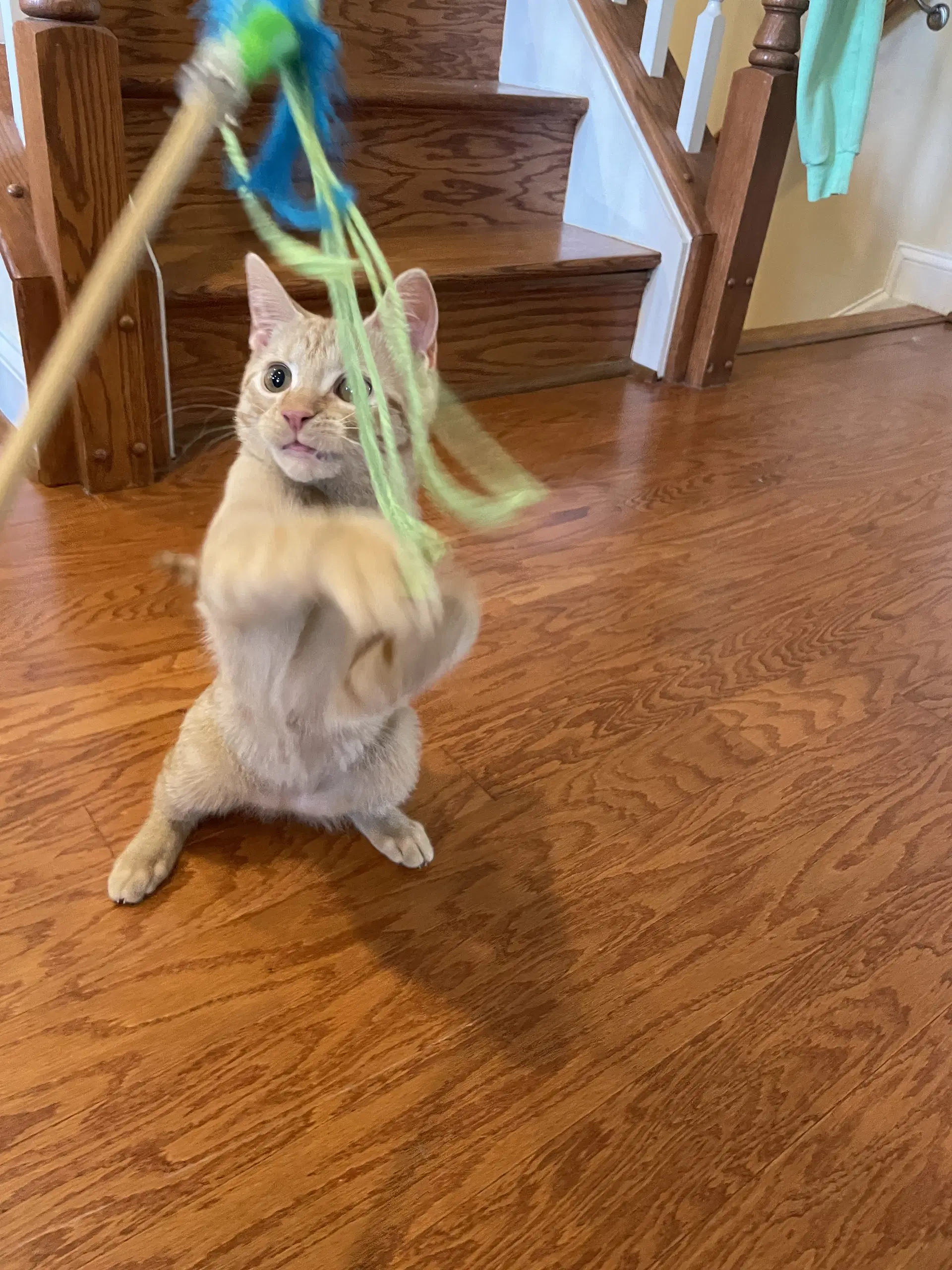 Nacho image 2
