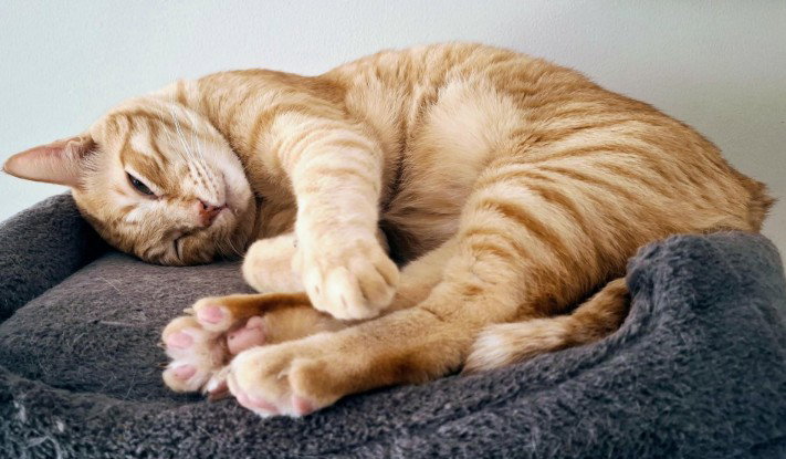 Hendricks, cat