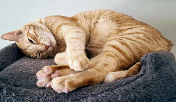 Hendricks - Domestic Short Hair