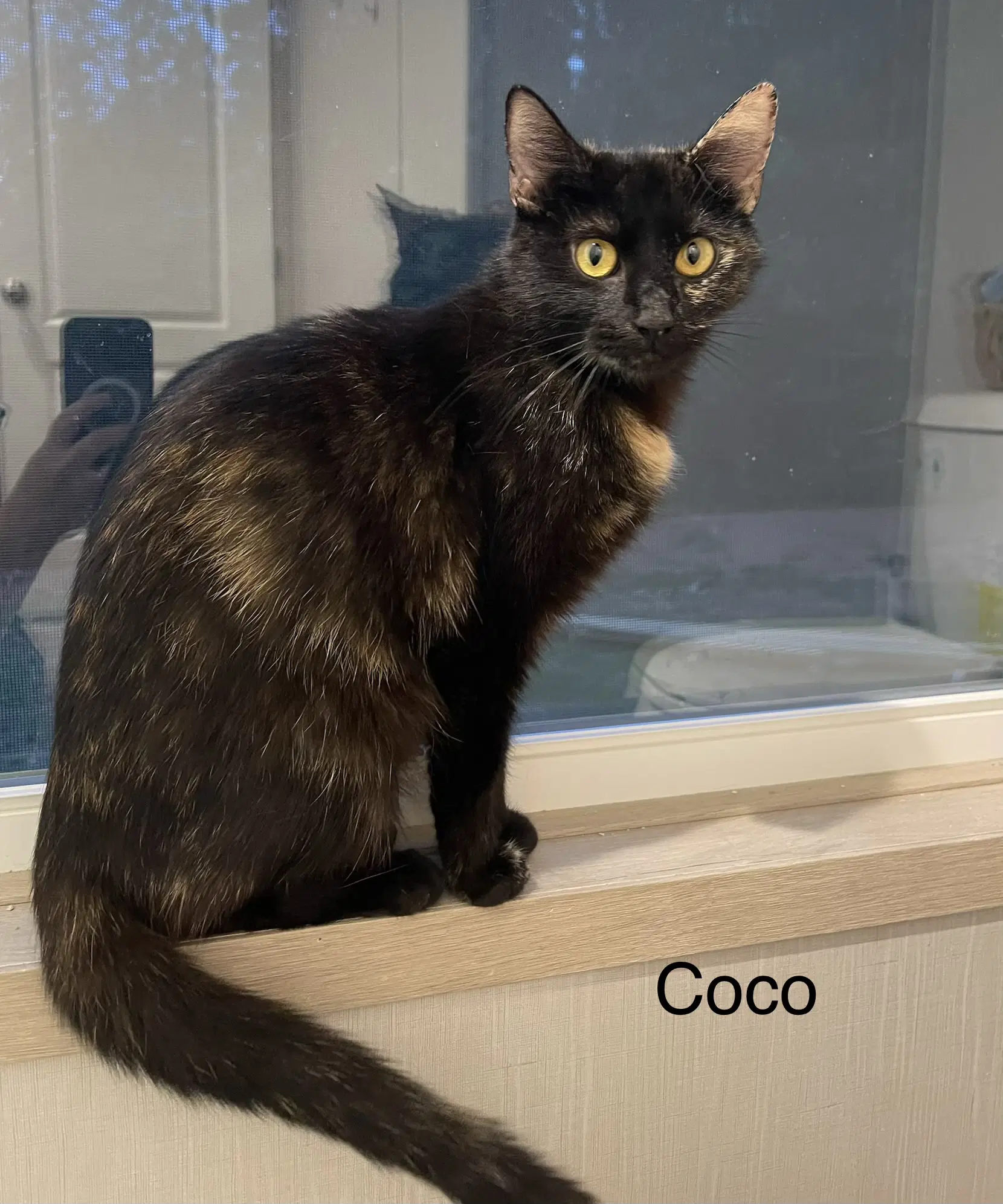 Coco image 2