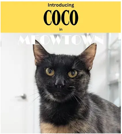 Coco - Domestic Short Hair