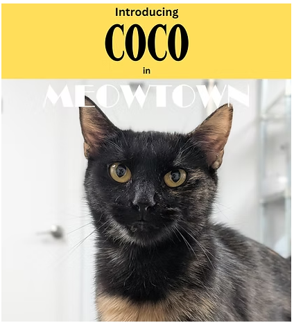 CoCo, a cat for adoption from Fancy Cats Rescue Team