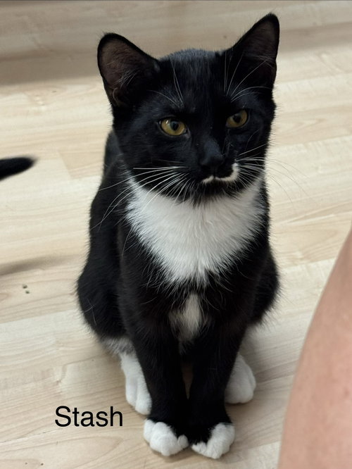 Stash, a cat for adoption from Fancy Cats Rescue Team