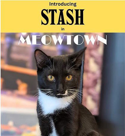 Stash, cat