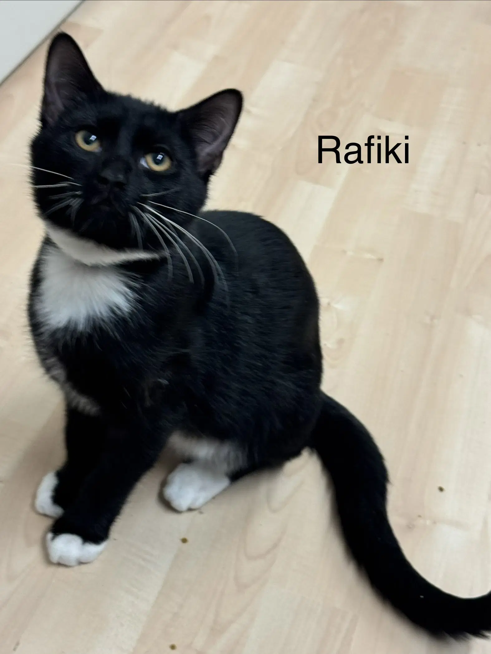 Rafiki - Domestic Short Hair