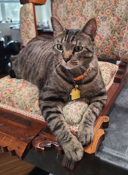 Tito, a cat for adoption from Fancy Cats Rescue Team