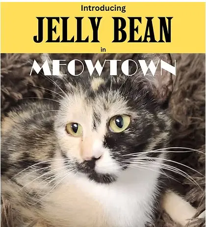 Jelly Bean - Domestic Short Hair