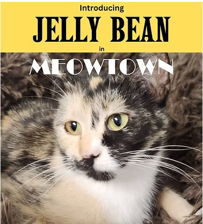 Jelly Bean, a cat for adoption from Fancy Cats Rescue Team