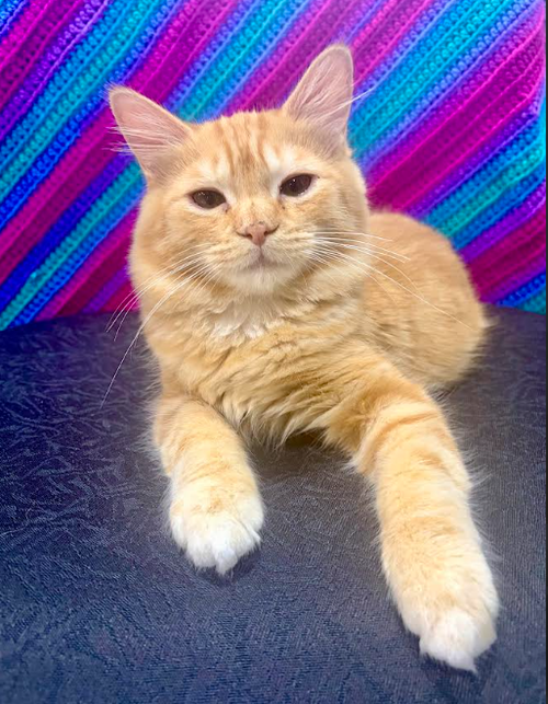 Azrael, a cat for adoption from Fancy Cats Rescue Team
