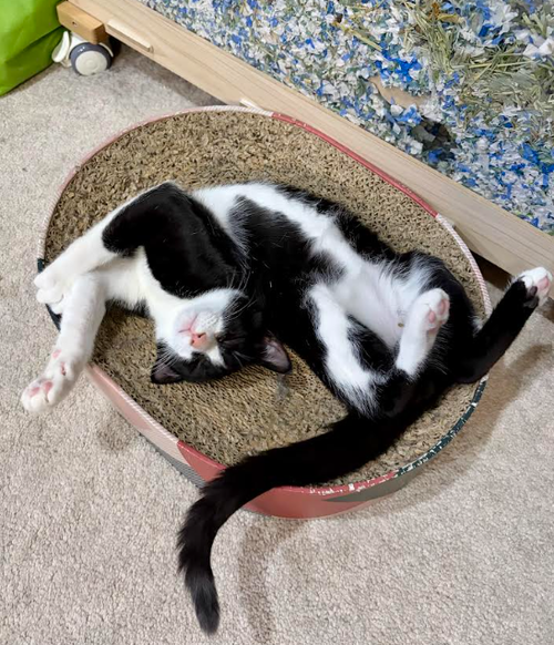 Caspian, a cat for adoption from Fancy Cats Rescue Team
