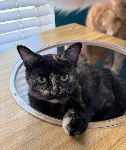 Seraphina - Domestic Short Hair