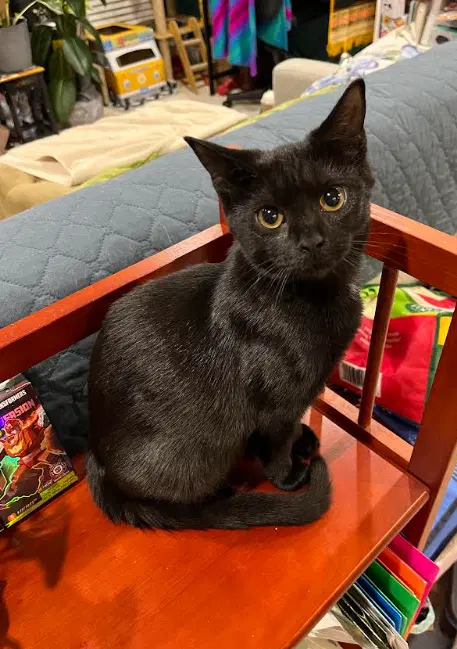 Cinder - Domestic Short Hair