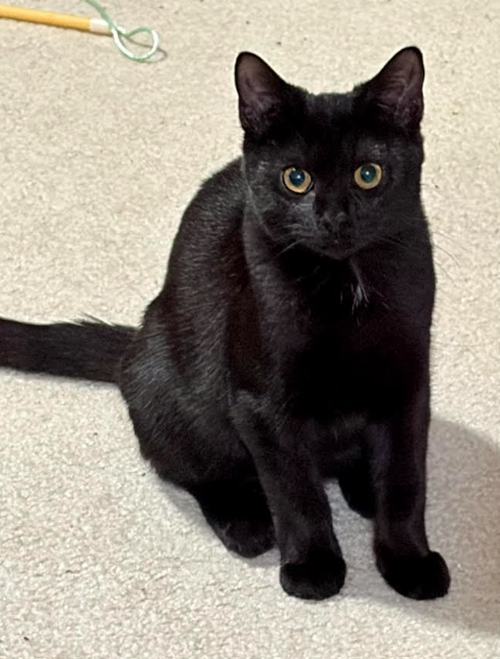 Photo 3 of Cinder