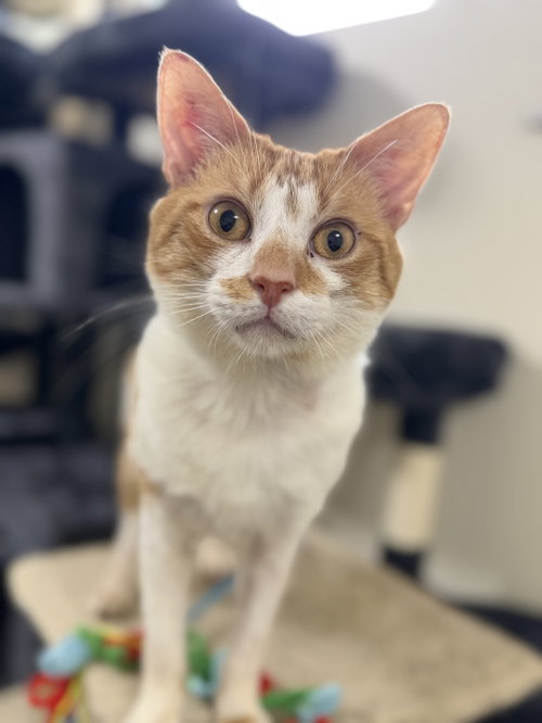 Dungeon Crawler Carl, a Domestic Short Hair (short coat) cat for adoption in Herndon, VA, photo 1 of 3
