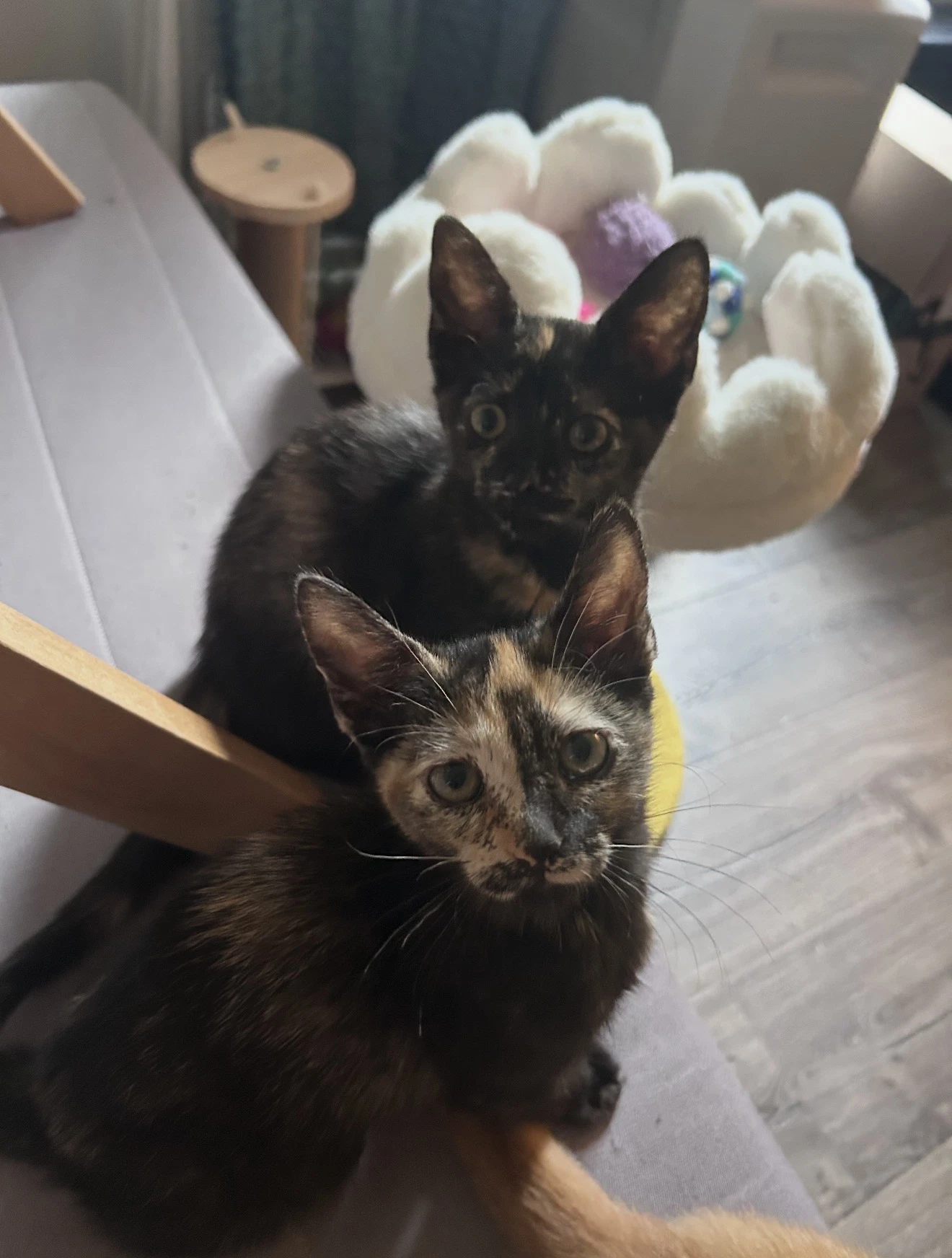 Nori  Haru Bonded
