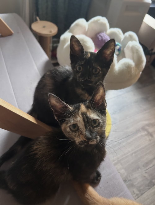 Nori & Haru *BONDED*, a cat for adoption from Fancy Cats Rescue Team