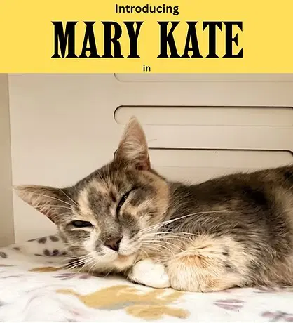 Mary Kate - Domestic Short Hair