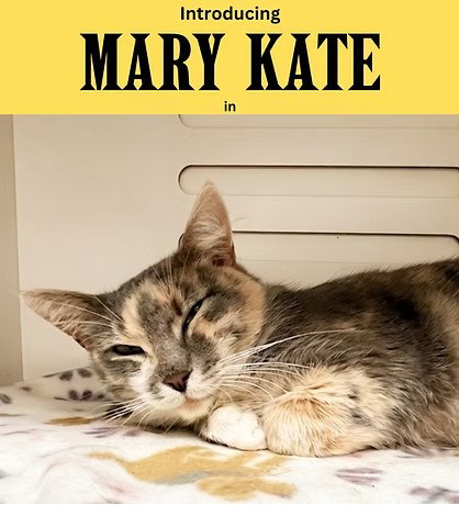 Mary Kate, a cat for adoption from Fancy Cats Rescue Team