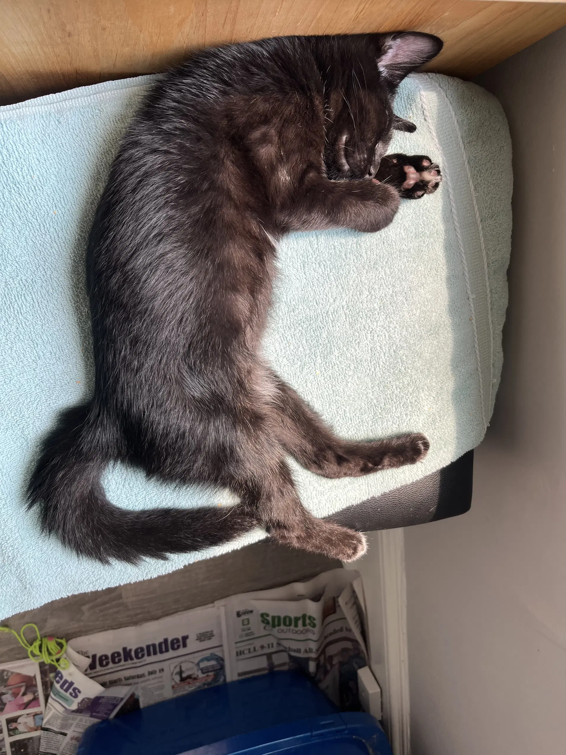 Benji Felv - Domestic Short Hair