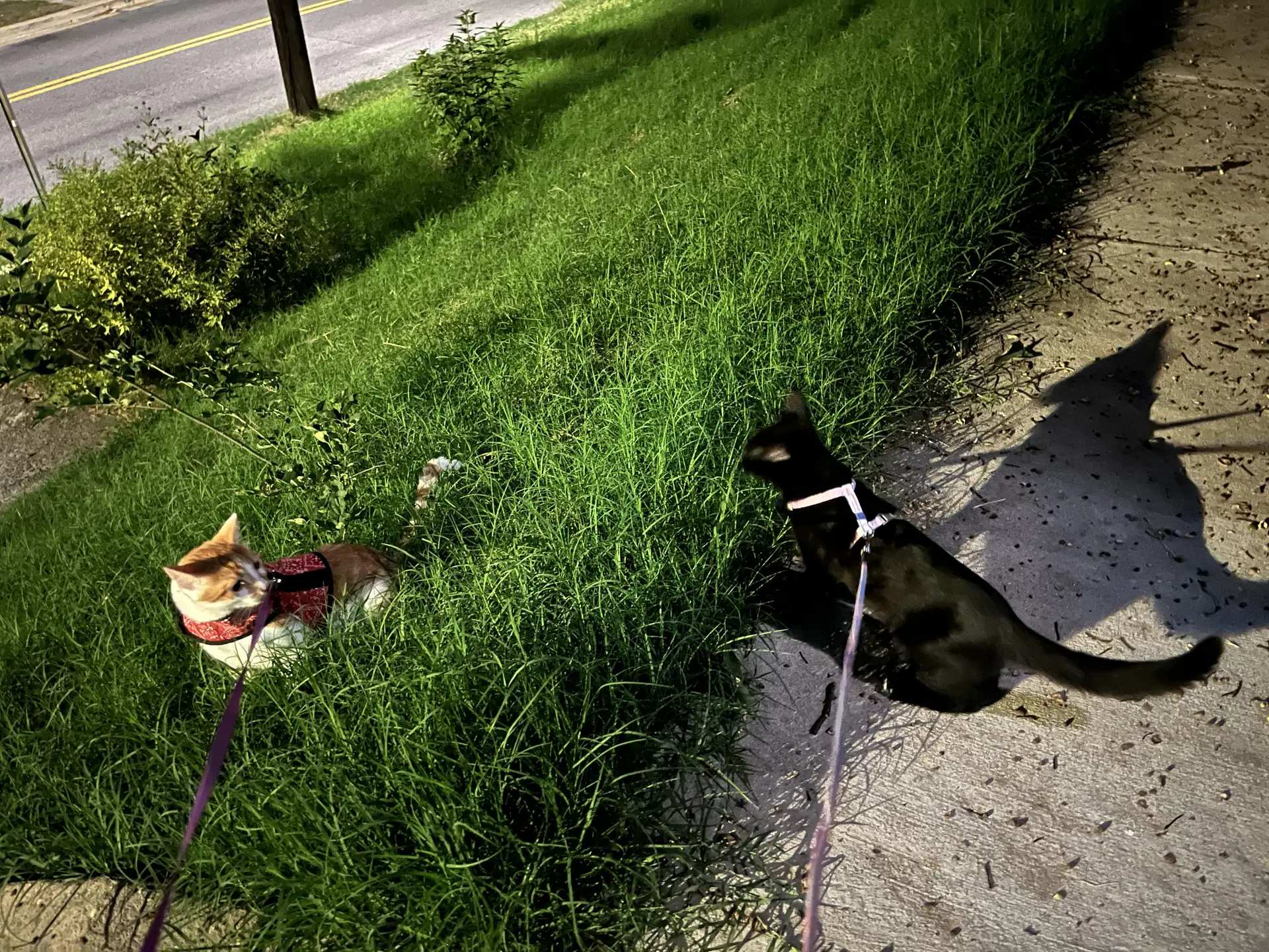 Benji Felv image 2