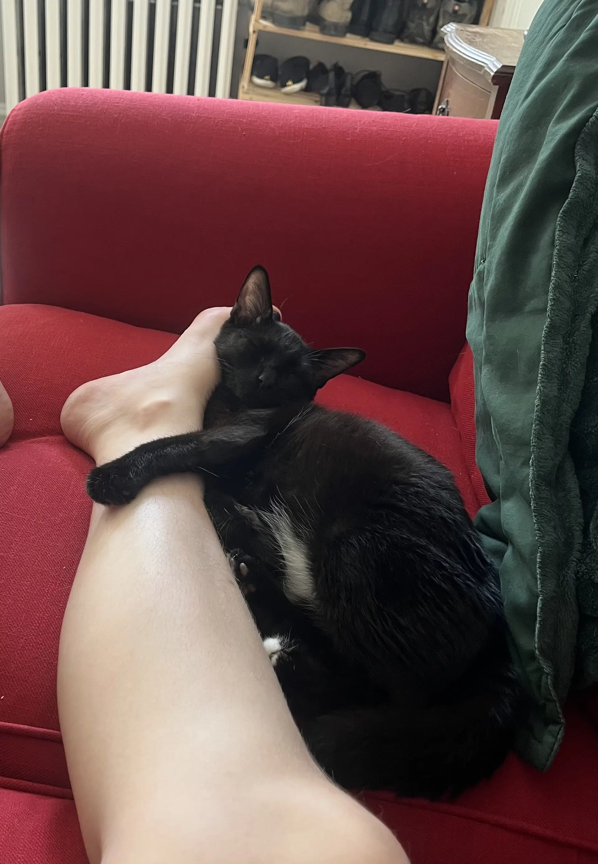 Benji Felv image 4