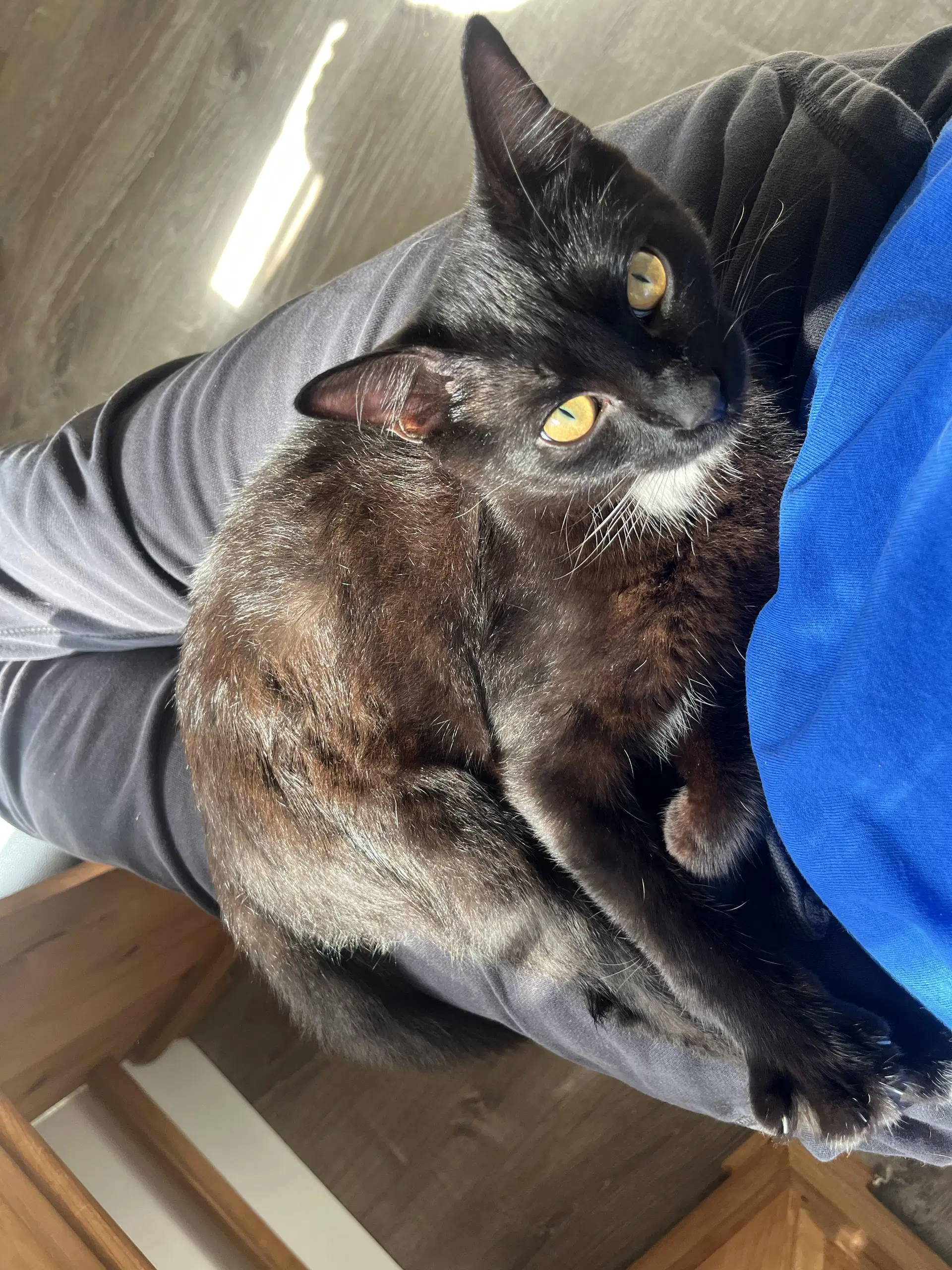 Benji Felv - Domestic Short Hair
