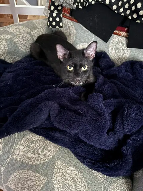 Neo - Domestic Short Hair