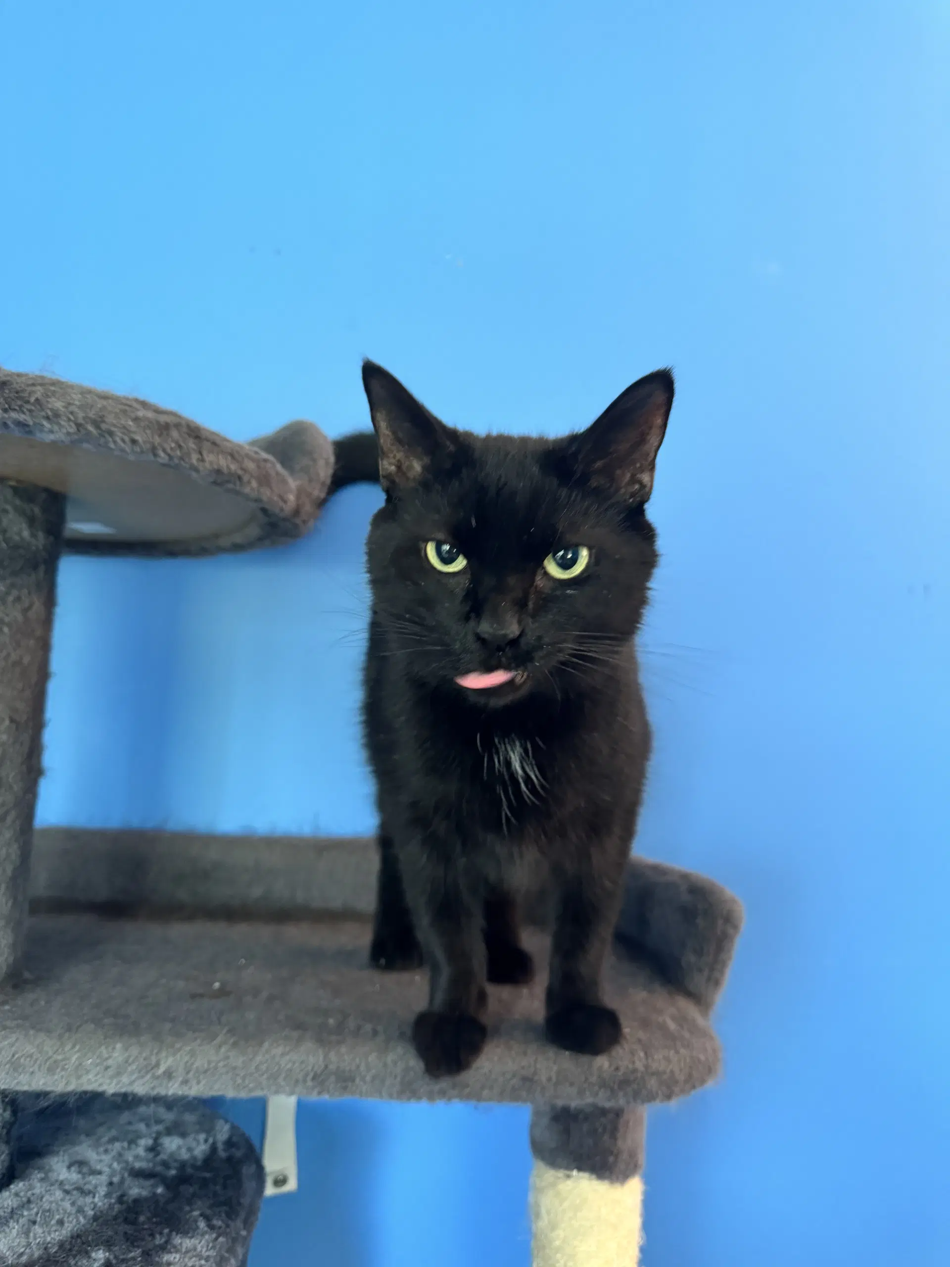 Kitkat - Domestic Short Hair