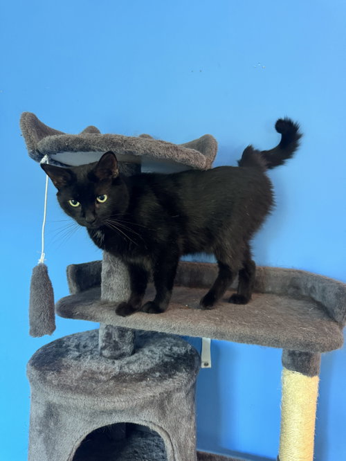 Photo 2 of KitKat