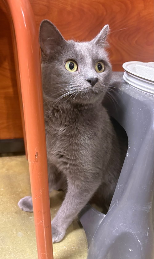 Smaug, a Domestic Short Hair (short coat) cat for adoption in Herndon, VA, photo 1 of 4
