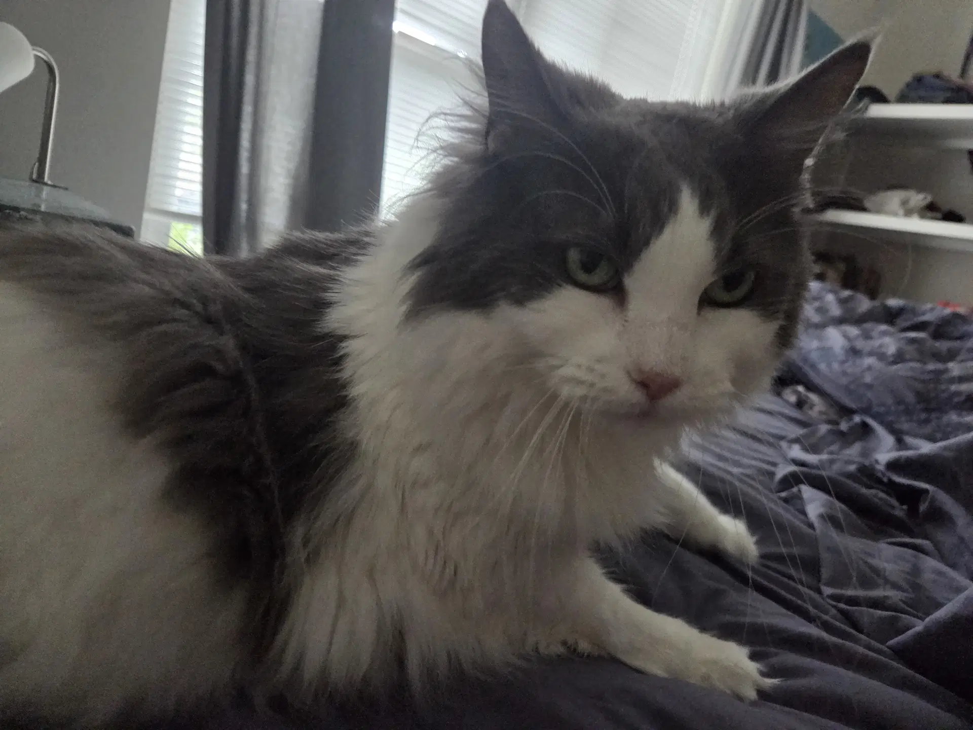 Cleo  Otis - Bonded - Domestic Medium Hair