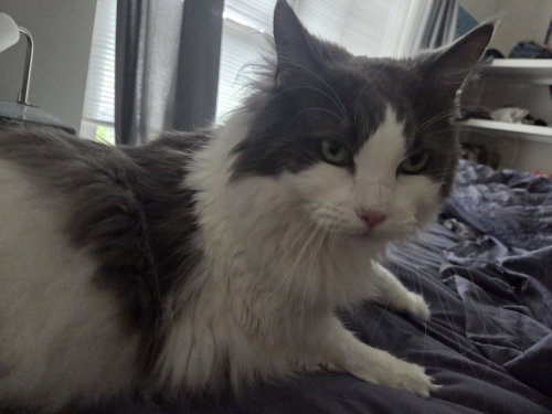 Cleo & Otis - BONDED, a cat for adoption from Fancy Cats Rescue Team