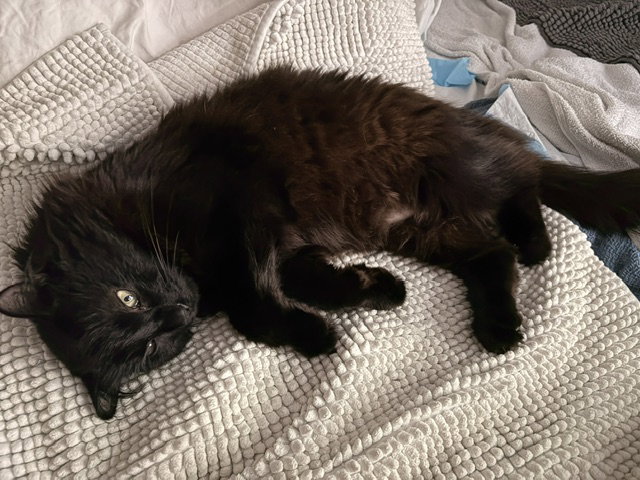 Apollo, cat