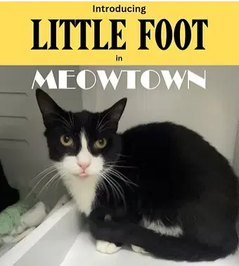 Little Foot - Domestic Short Hair