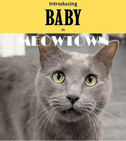 Baby - Domestic Short Hair