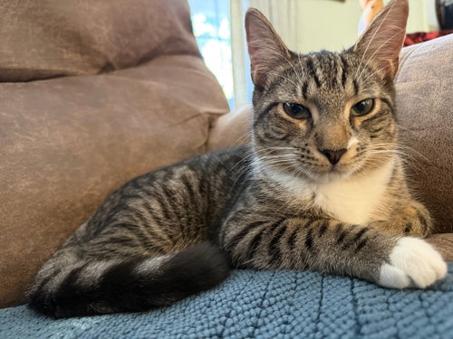 Pepper, a Domestic Short Hair (short coat) cat for adoption in Herndon, VA, photo 1 of 4